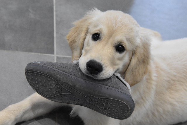 Hunde: ein vorwurfsvoller Blick, und Benni lässt den Schuh fallen 