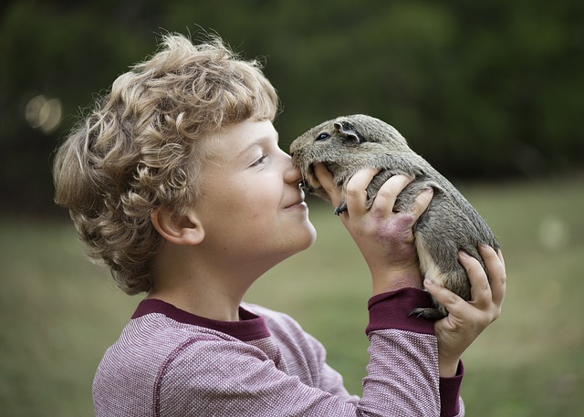 Meerschweinchen sind  beliebte Kleintiere für Kinder