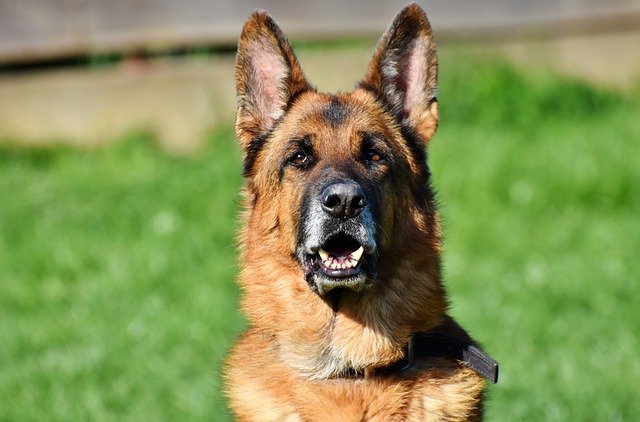 Rassehunde Nr. 2 Deutscher Schäferhund