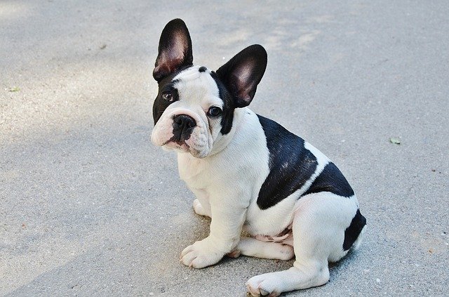 Rassehunde Nr. 4 Französische Bulldogge