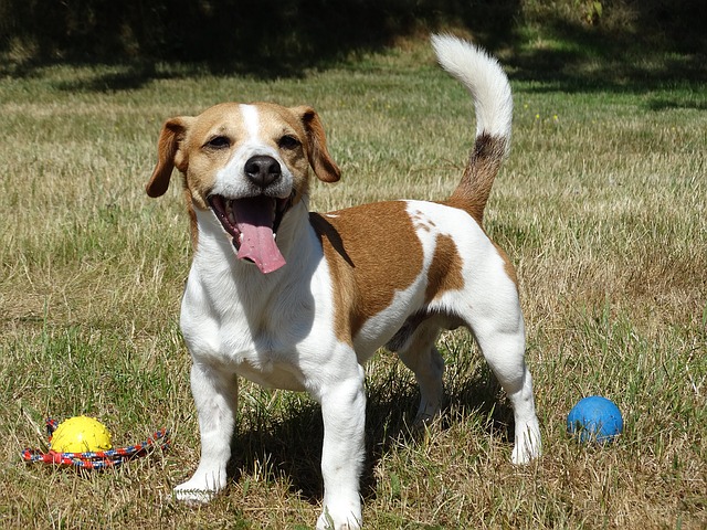 Rassehunde Nr. 5 Jack Russell Terrier