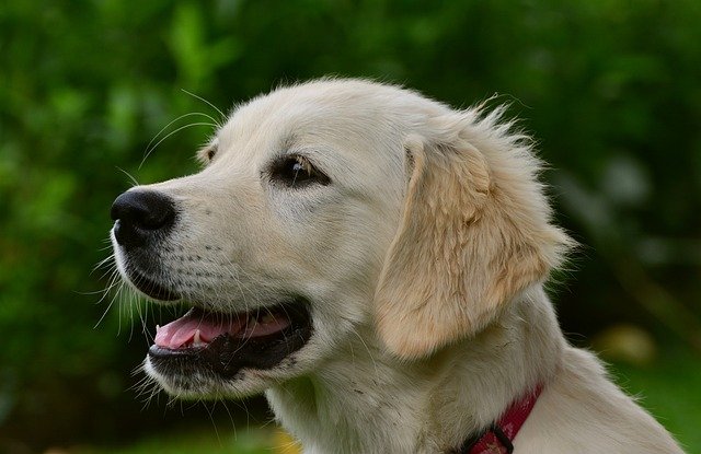 Rassehunde Nr. 6 Golden Retriever