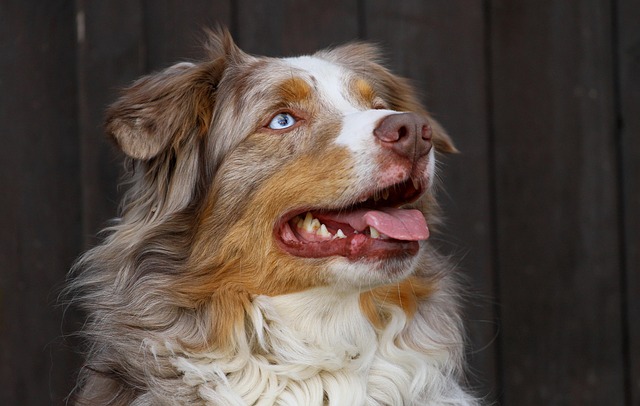 Rassehunde Nr. 7 Australian Shepherd