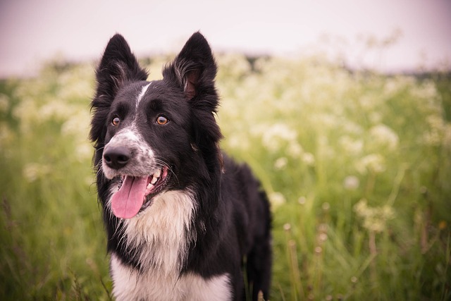 Rassehunde Nr. 9 Border Collie