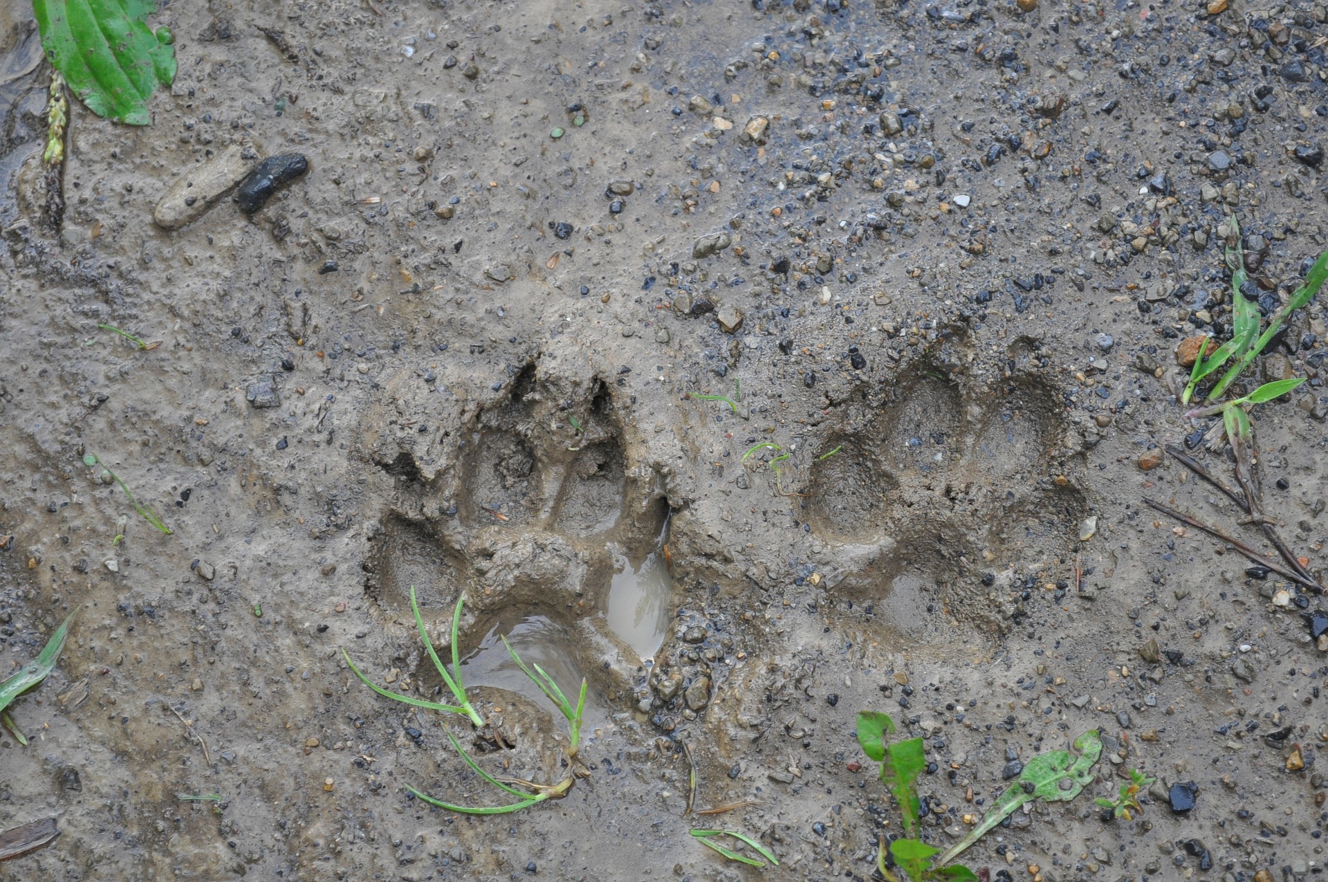 Der Hund - die Vor- und Nachteile: Hunde können Schmutz und Ungeziefer in die Wohnung bringen