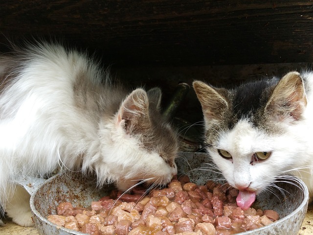 Artgerechtes und ausgewogenes Katzenfutter gehört in die Grundausstattung für eine Katze.