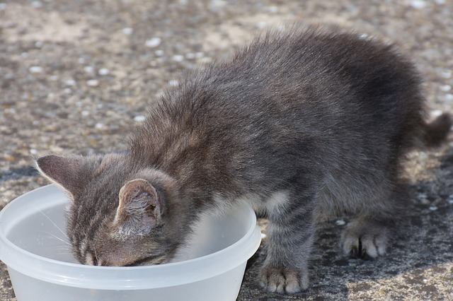 Futter- und Wassernapf gehören ebenfalls zur jeder Grundausstattung für eine Katze