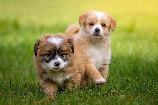 Du willst einen Hund als Haustier? Welpen sind niedlich, machen aber viel mehr Arbeit als ein älterer Hund.