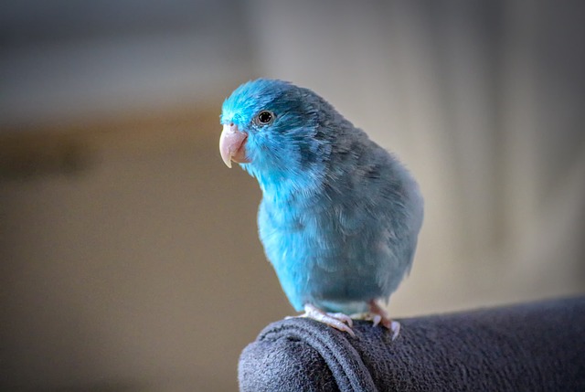 Der Freiflug im Zimmer ist das Highlight des Tages für Vögel, die in einem Käfig leben.