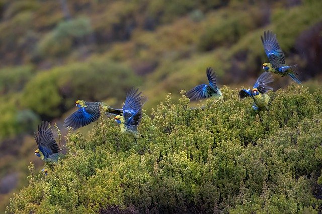 Die meisten Vögel leben in der Natur in Schwärmen zusammen