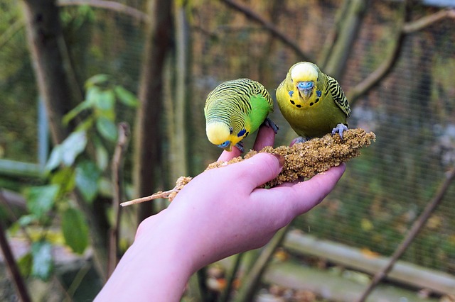 Wenn man die Vögel aus der Hand füttert, werden sie schnell zahm.