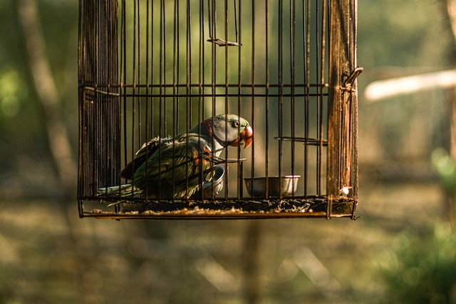 Einzelhaltung, dazu noch in winzigen Käfigen, ist eine Qual für Vögel