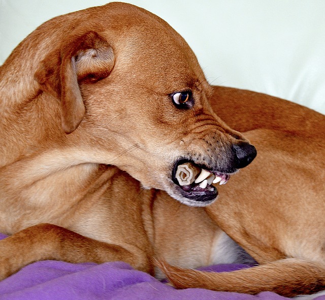 Ist der Hundehalter kein guter Rudelführer, dann übernimmt der Hund als Haustier selbst diese Rolle. Das kann gefährlich werden.