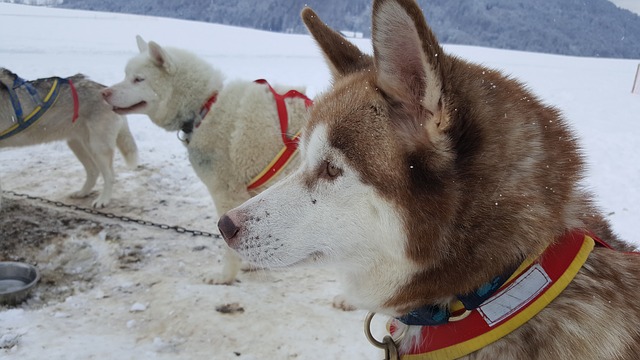 Arbeitshunde: Huskys wurden als Schlittenhunde gezüchtet