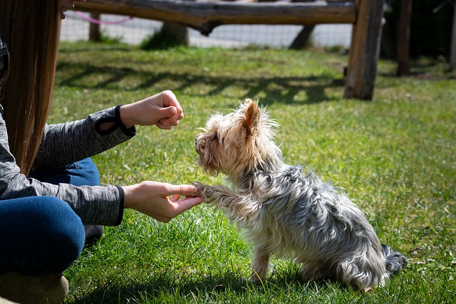 Mit Liebe und Geduld lässt sich jeder Hund erziehen