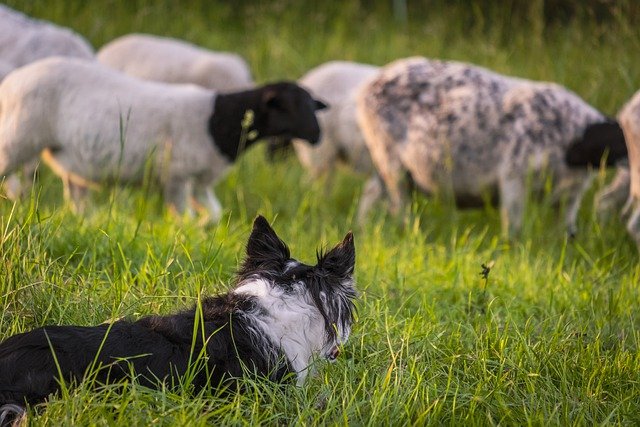 Arbeitshunde: Bordercollies werden meist als Hütehunde für Schafe eingesetzt