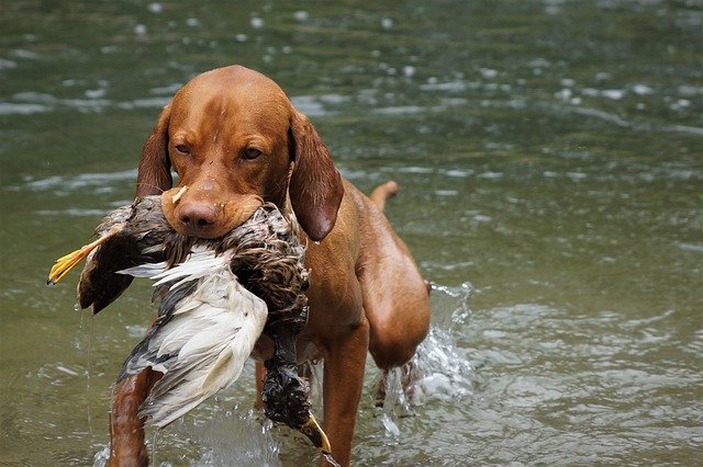 Arbeitshunde: Jagdhunde spüren z.B. Fährten auf oder apportieren die Beute