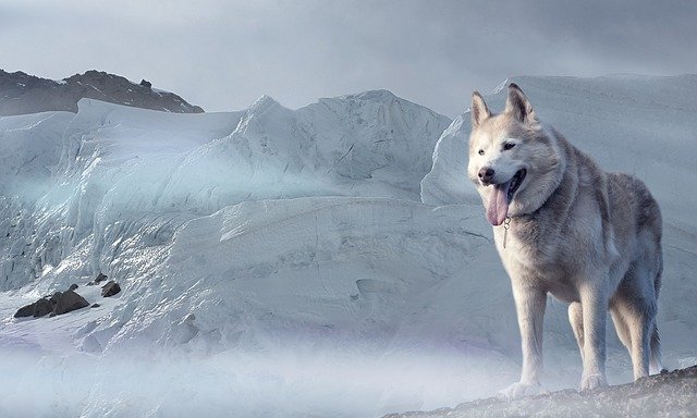 Huskys sind die richtige Wahl für sehr sportliche Menschen, die ihnen viel Auflauf in der Natur bieten können.