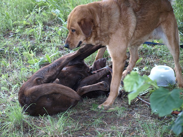 Auch ein Hund als Haustier zeigt natürliches Rudelverhalten: der Unterlegene unterwirft sich dem Stärkeren