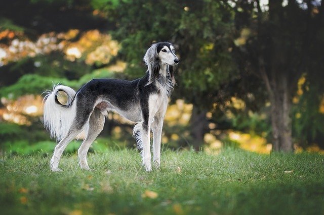 Arbeitshunde: Windhunde sind ausdauernde schnelle Läufer