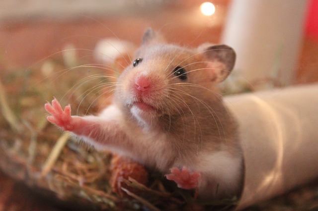 Leere Küchen- und Klopapierrollen sind ein ideales Hamsterspielzeug