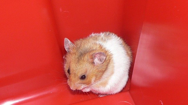 Hamster sind absolute Einzelgänger und sollen deshalb auch nur alleine gehalten werden