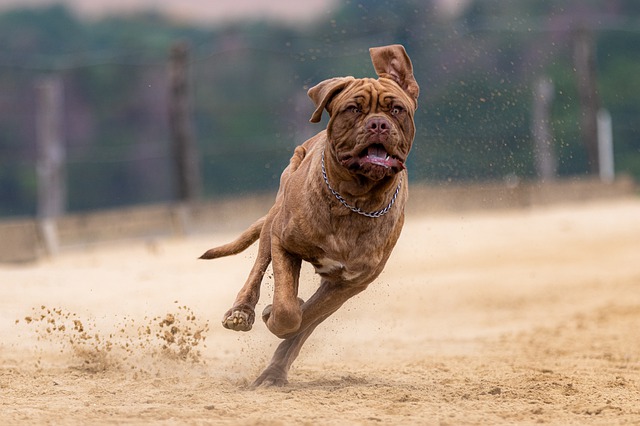 Arbeitshunde: Doggen wurde unter anderem für die Bären- und Sauhatz gezüchtet