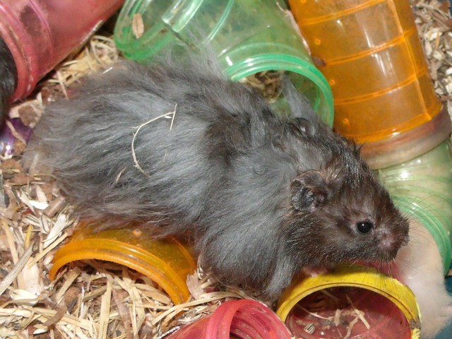 Angorahamster brauchen Hilfe bei der Fellpflege