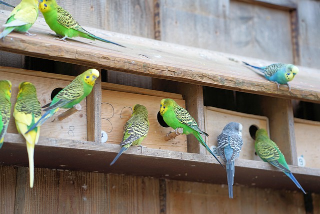 In Australien leben Wellensittiche in riesigen Schwärmen zusammen. Gerne nehmen die Vögel die Nistkästen an.