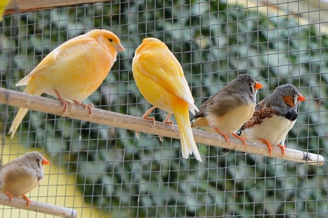 Nicht alle Vogelarten passen zusammen. Aber Zebrafinken und Kanarienvögel lassen sich gut vergesellschaften. 