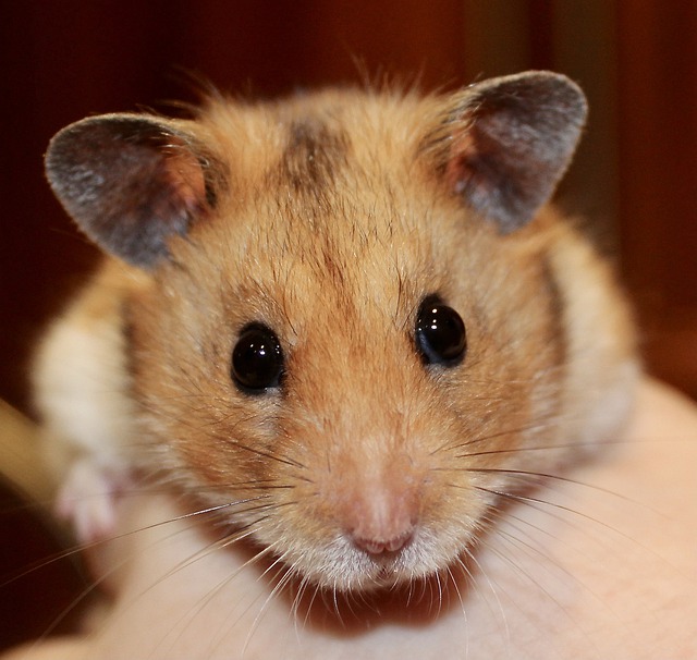 Kleintiere wie der Hamster sind beliebte Haustiere für Kinder