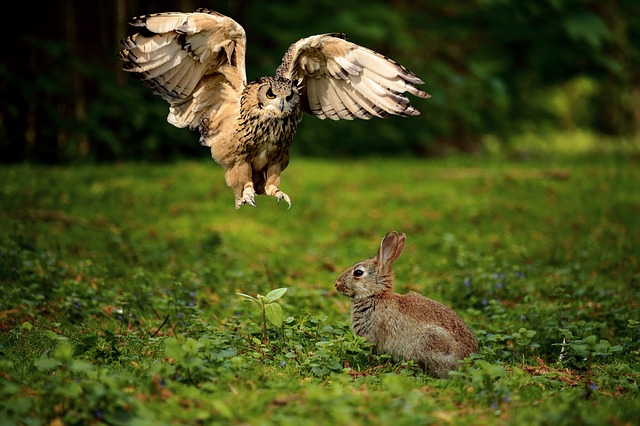 Packe deine Kaninchen nie plötzlich von oben. Das erinnert diese Kleintiere an den Angriff eines Raubvogels und lässt sie erstarren