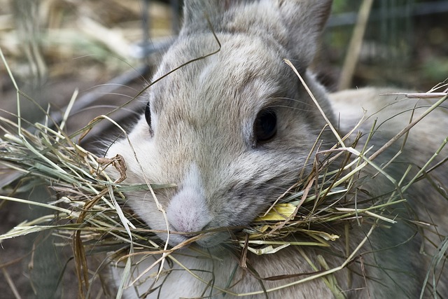 Kleintiere wie Kaninchen, Hamster und Meerschweinchen brauchen Heu für eine gesunde Verdauung