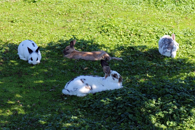 Am wohlsten fühlen sich Kleintiere wie Kaninchen, wenn sie genug Platz für Bewegung haben