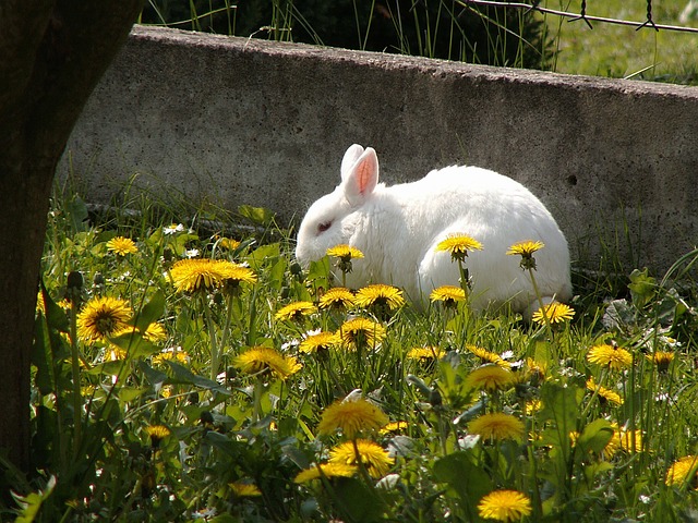 Ausreichend Freilauf, am besten in der Natur, ist für Kleintiere wie Kaninchen sehr wichtig