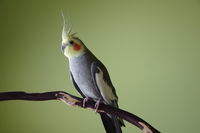 Die Nummer 2 der beliebtesten Vögel: Der Nymphensittich