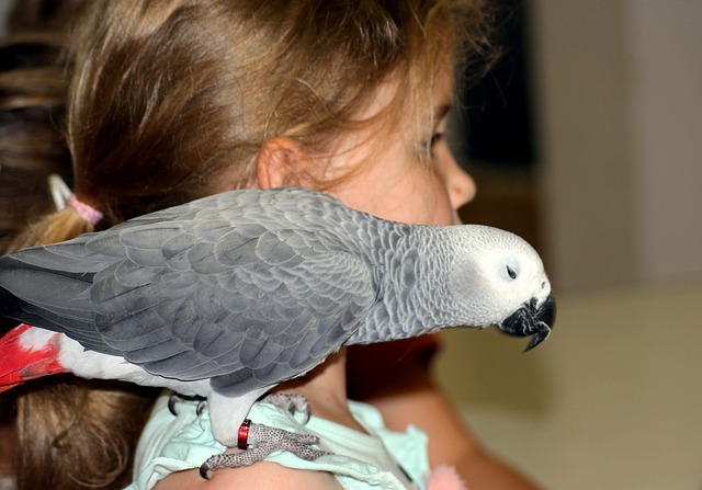 Graupapageien sind sehr anhänglich. Diese Vögel werden aber genauso zahm, und viel glücklicher, wenn sie mit einem Artgenossen zusammenleben dürfen.