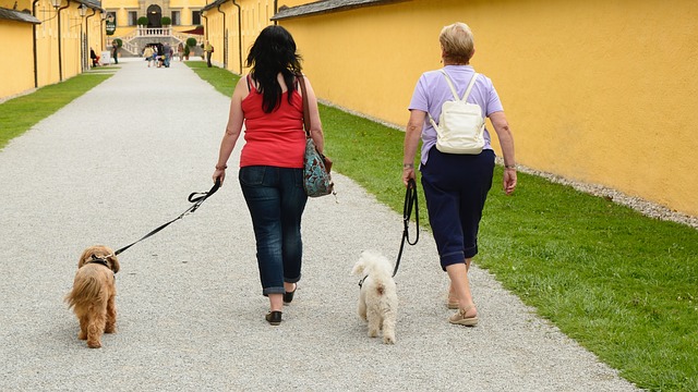 Ein Hund als Haustier: Hast du genug Zeit für ausgiebige Spaziergänge?